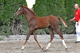 Pegas Star Jumping